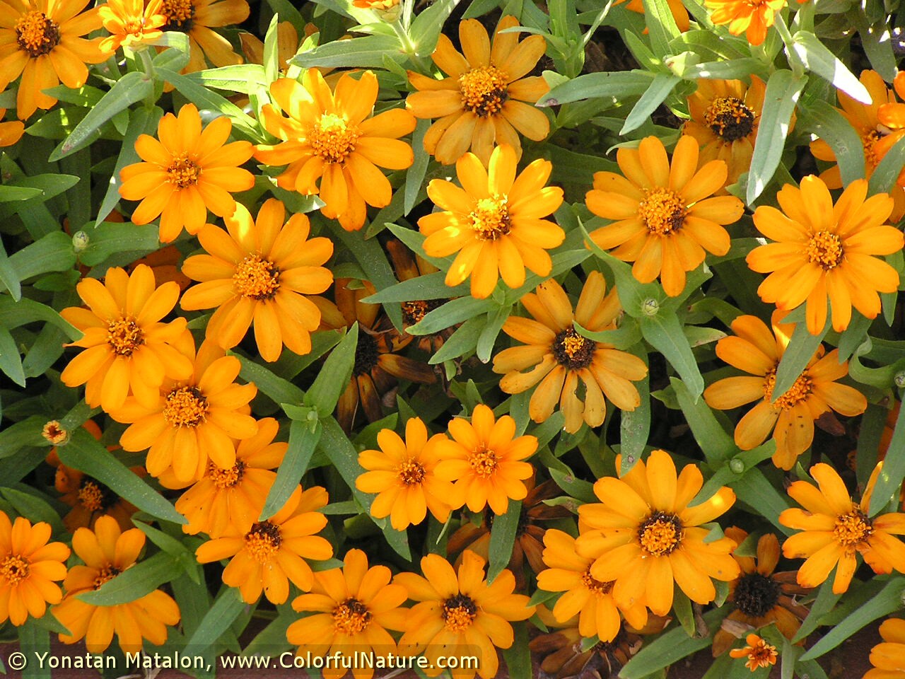 narrowleaf zinnia